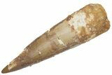 Fossil Spinosaurus Tooth - Real Dinosaur Tooth #222537-1